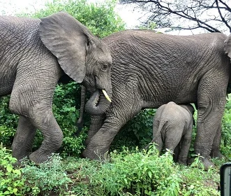 1 day Tanzania safari trip to Tarangire National Park