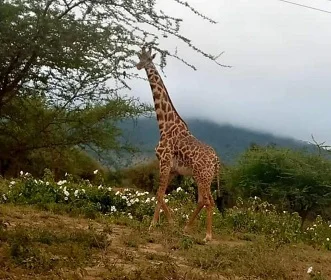 1 day Tanzania safari trip tour to Arusha National Park
