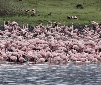 1 day Tanzania safari trip tour to lake Manyara National Park