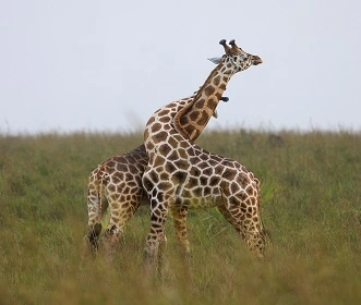 10 days Tanzania Camping safari trip in 2024 and 2025