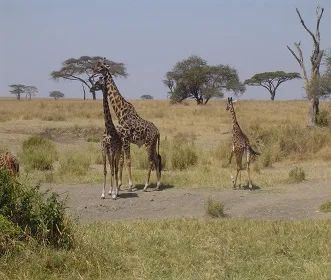 2 days Tanzania safari trip to Tarangire and Ngorongoro crater