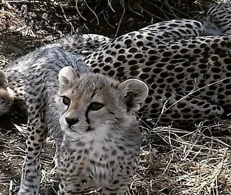 3 days Tanzania Budget safari to Tarangire, Lake Manyara, and Ngorongoro Crater