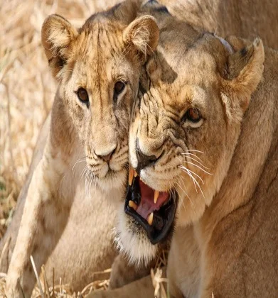 3 days Tanzania group Joining safari to Lake Mnayara, Tarangire, and Ngorongoro carter