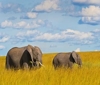 3 days Serengeti and Ngorongoro Crater Safari