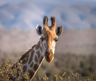 3 days Tanzania safari