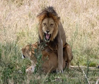 3 days Tanzania safari to Tarangire and Ngorongoro crater