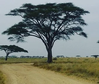 4 days Budget camping safari to Tarangire, Serengeti and Ngorongoro Crater