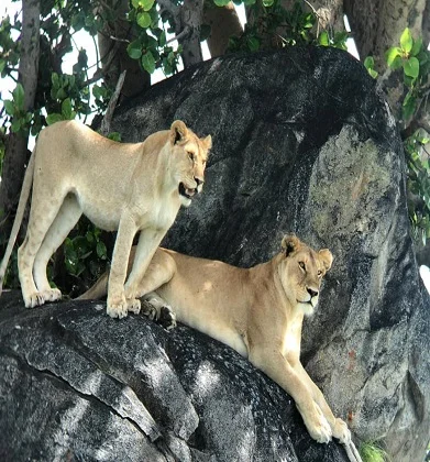 4 days Group Joining Safari to Tarangire, Serengeti and Ngorongoro Crater