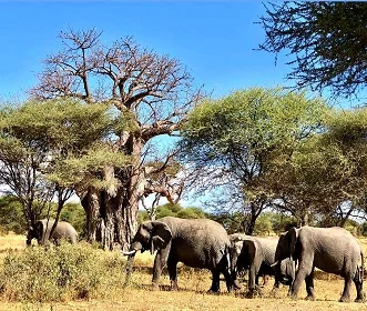 4 days Tanzania safari