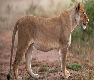 5 days safari trip to Tarangire, Serengeti, and Ngorongoro crater