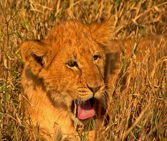 7 days Tanzania trip to Tarangire, Lake Manyara, Ngorongoro, Serengeti and Arusha National Park