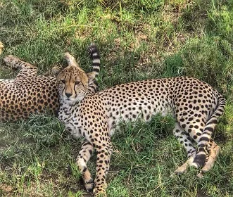 7 days safari trip to Tanzania