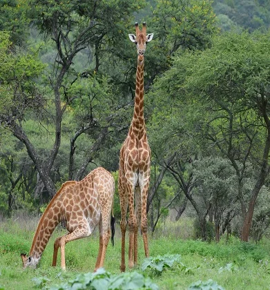 Arusha National Park