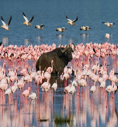 Lake Manyara National Park