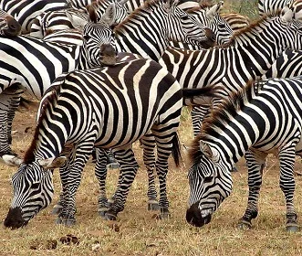 1 Day Joined Group Safari to Tarangire National Park