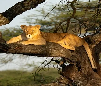 3 days Tanzania Joining Group safari to Tarangire & Serengeti