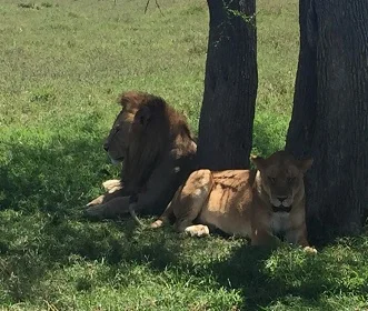 10 days Tanzania safari and Zanzibar Beach holidays package in 2024 and 2025