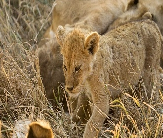 10 days Kilimanjaro Trekking and Wildlife Safari package in 2024 and 2025