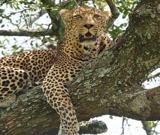 8 days Tanzania safari and Zanzibar Beach Holiday in 2024 and 2025
