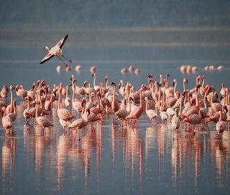 1 day Tanzania safari trip tour to lake Manyara National Park