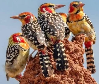 2 days Tanzania Group Joining tour Tarangire and Lake Manyara