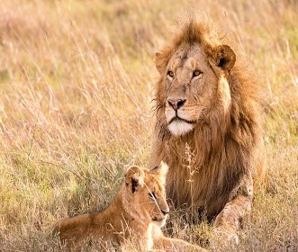 1 day Joined Group trip to Ngorongoro Crater