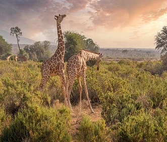2 days Tanzania Group Joining tour to Tarangire and Ngorongoro Crater