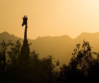 4 days Join Group Budget Tour Tarangire, Ngorongoro Crater, and Serengeti 