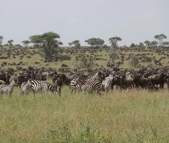 5 days Group Joining safari to Tarangire, Lake Manyara, Serengeti, and Ngorongoro crater