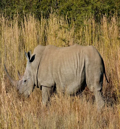 Ngorongoro Conservation Area