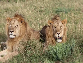 Ngorongoro crater