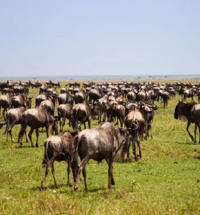 5 Days Ndutu Migration Safari Calving Season