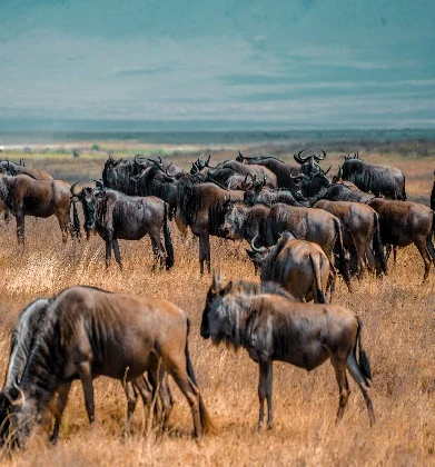 8 Day Ndutu Calving season Serengeti Migration Safari