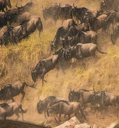 7 Days Great Serengeti Migration Safari