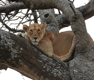 7 days Tanzania camping safari