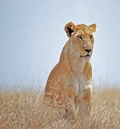 Tanzania safari packages