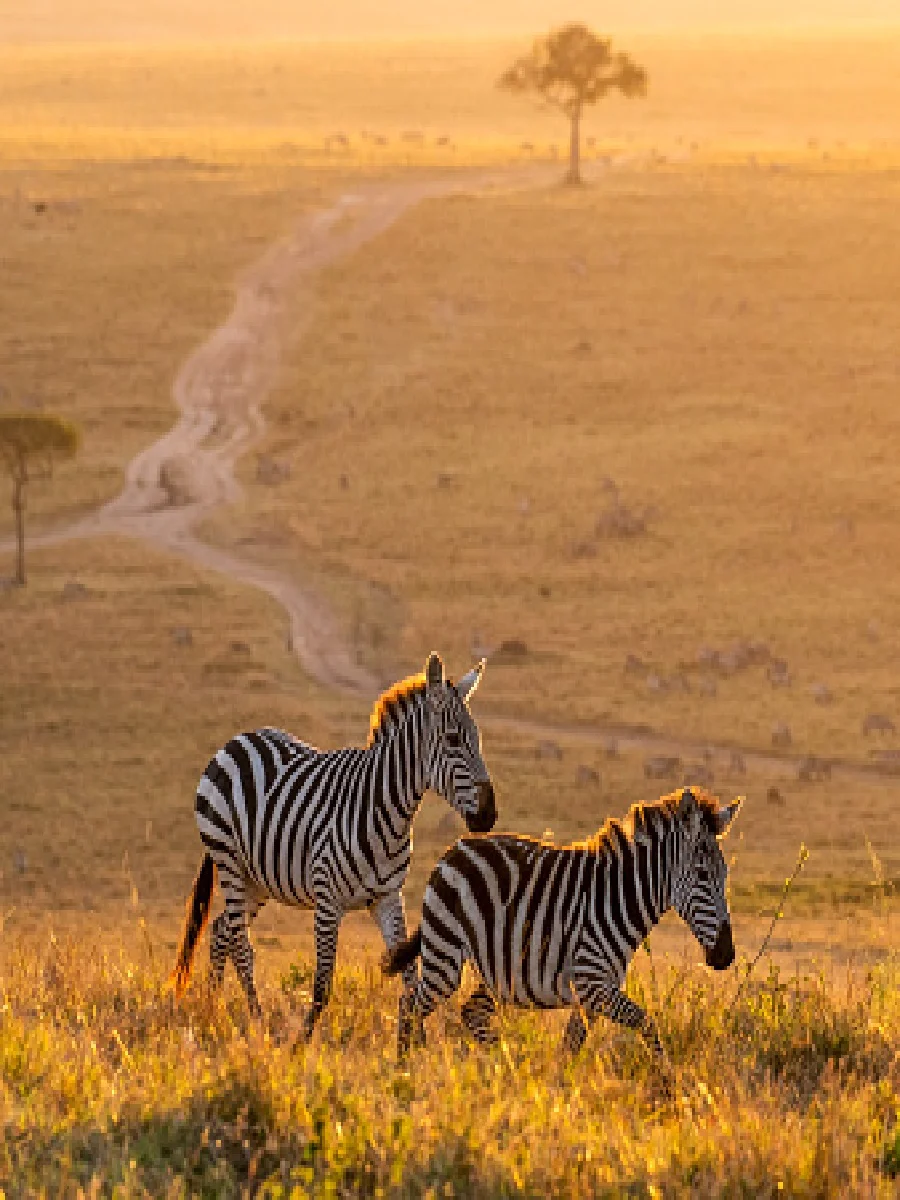 4 days Tanzania safari tour package
