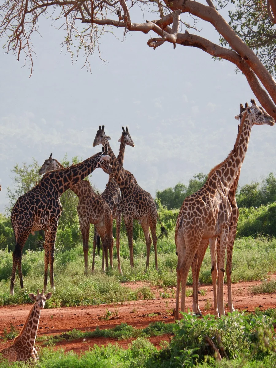 Serengeti Migration safari Tanzania Tours