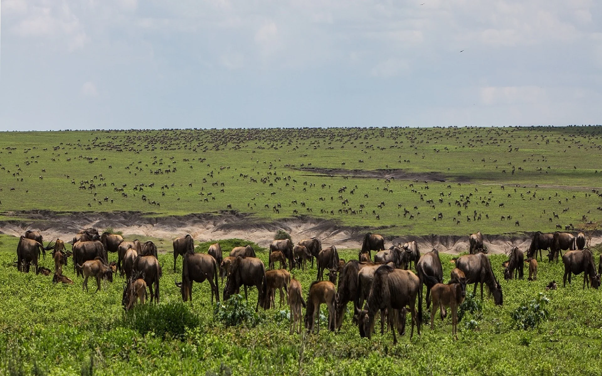 6 days Tanzania lodge luxury safari