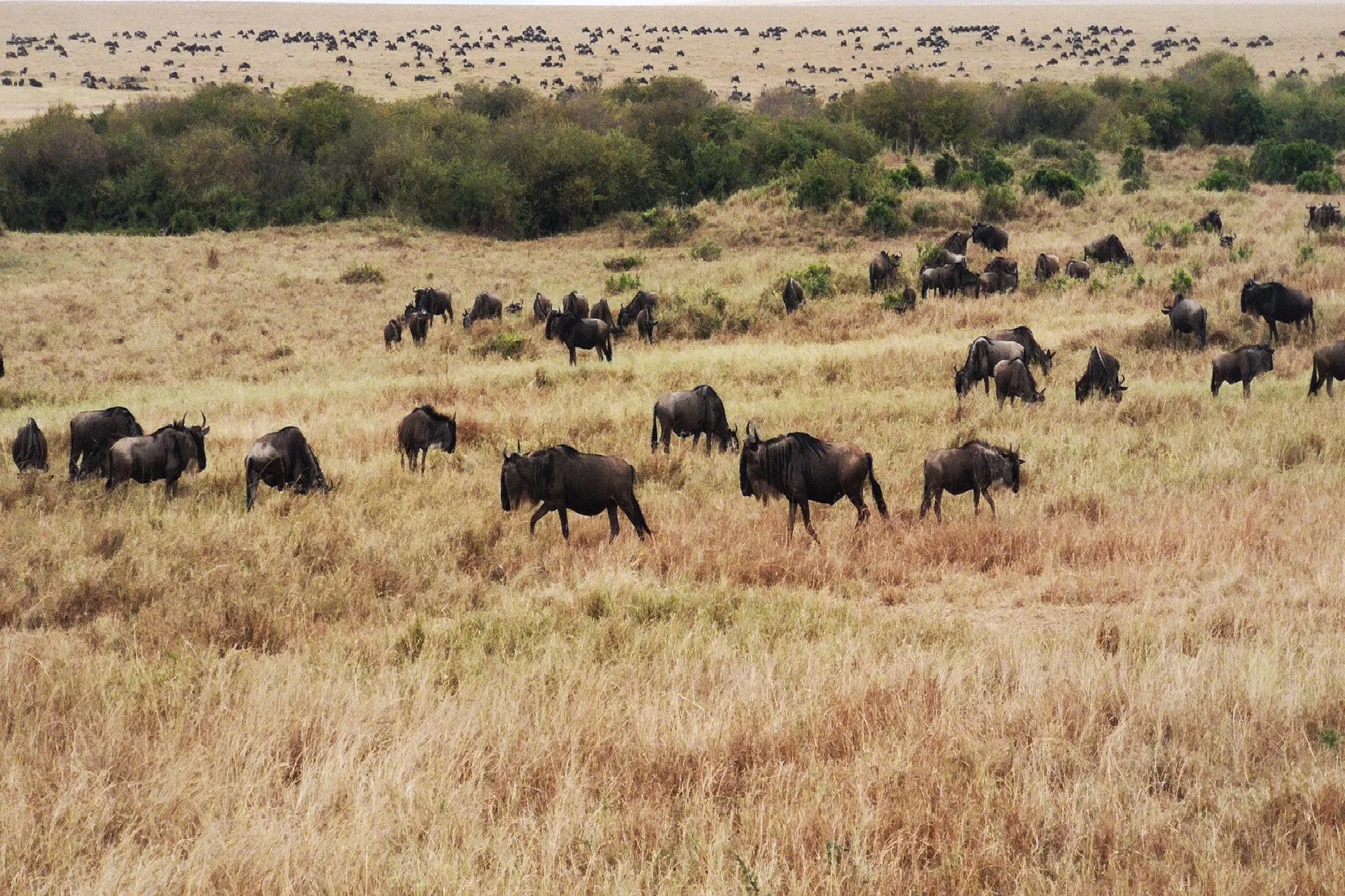 The greatest 9 days Serengeti Wildebeest Migration Safari
