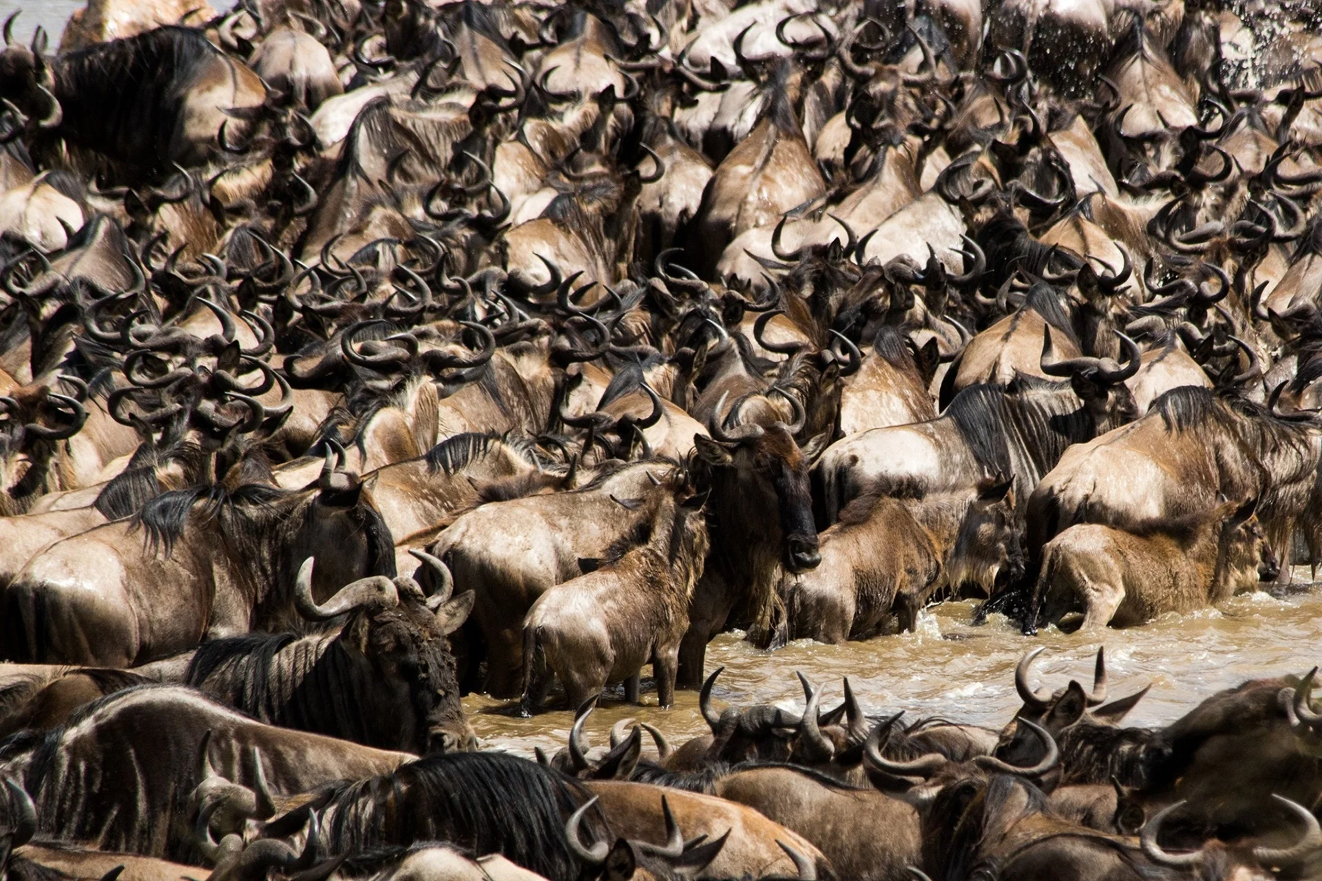 The Best 8 Days of Serengeti Wildebeest Migration Safari