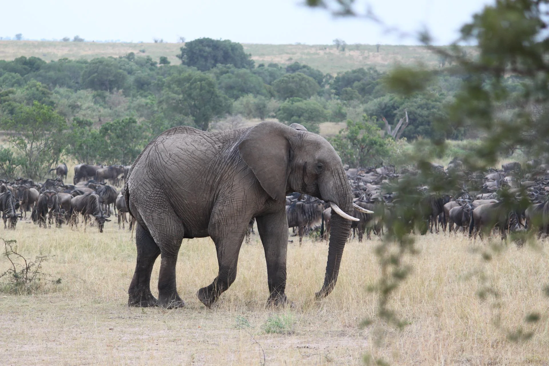 6 days Great Ndutu Migration Safari in the Serengeti 