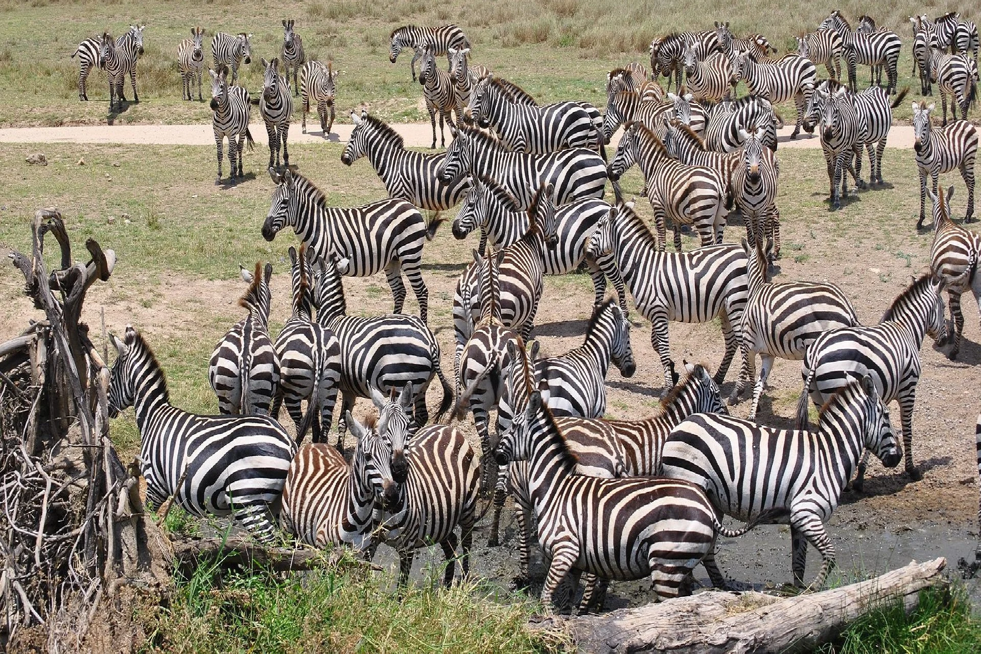 The Best 8 Days of Serengeti Wildebeest Migration Safari