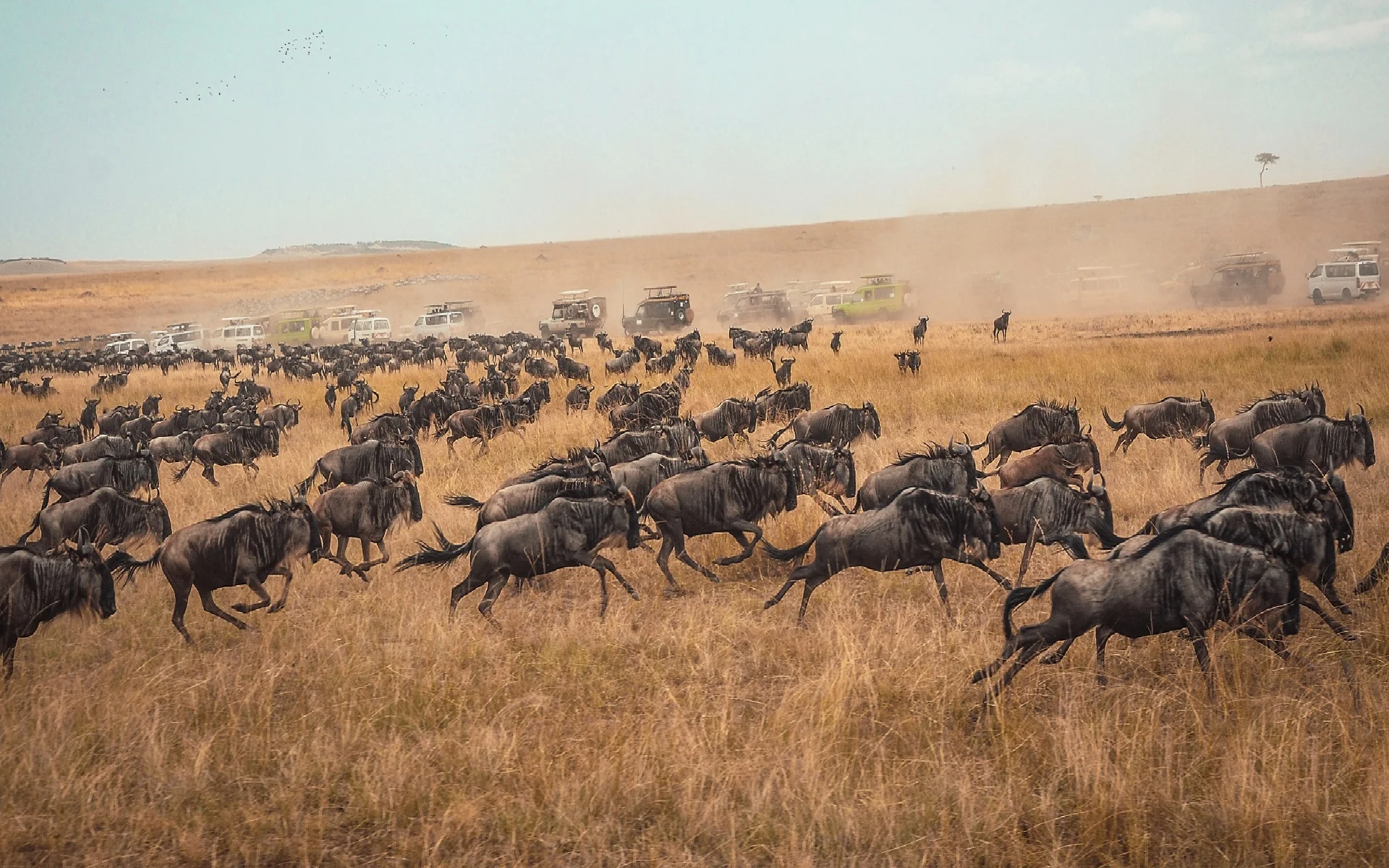 9 days Serengeti safari