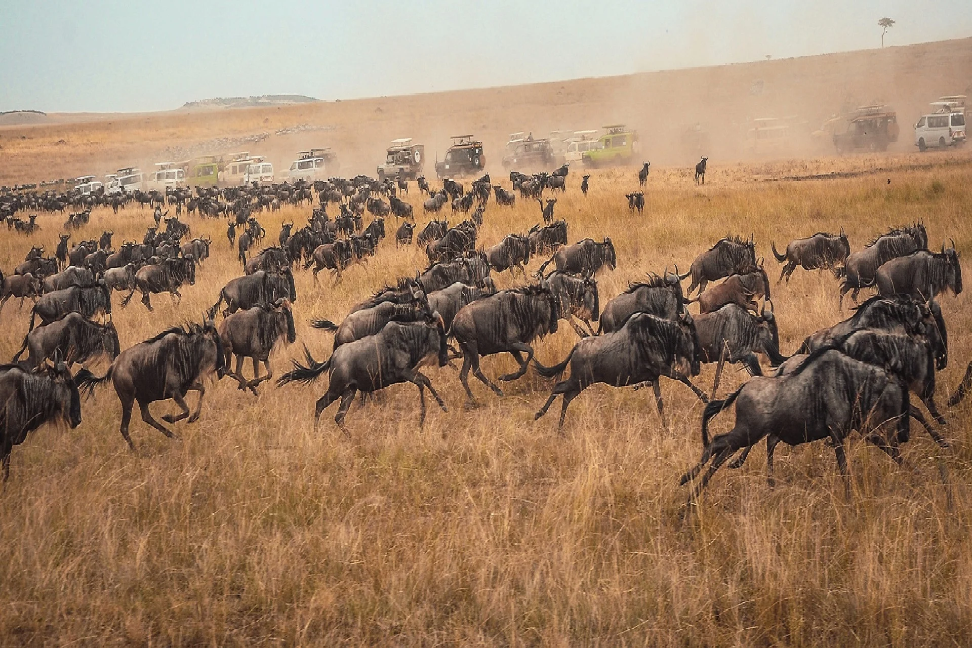 Serengeti Migration safari