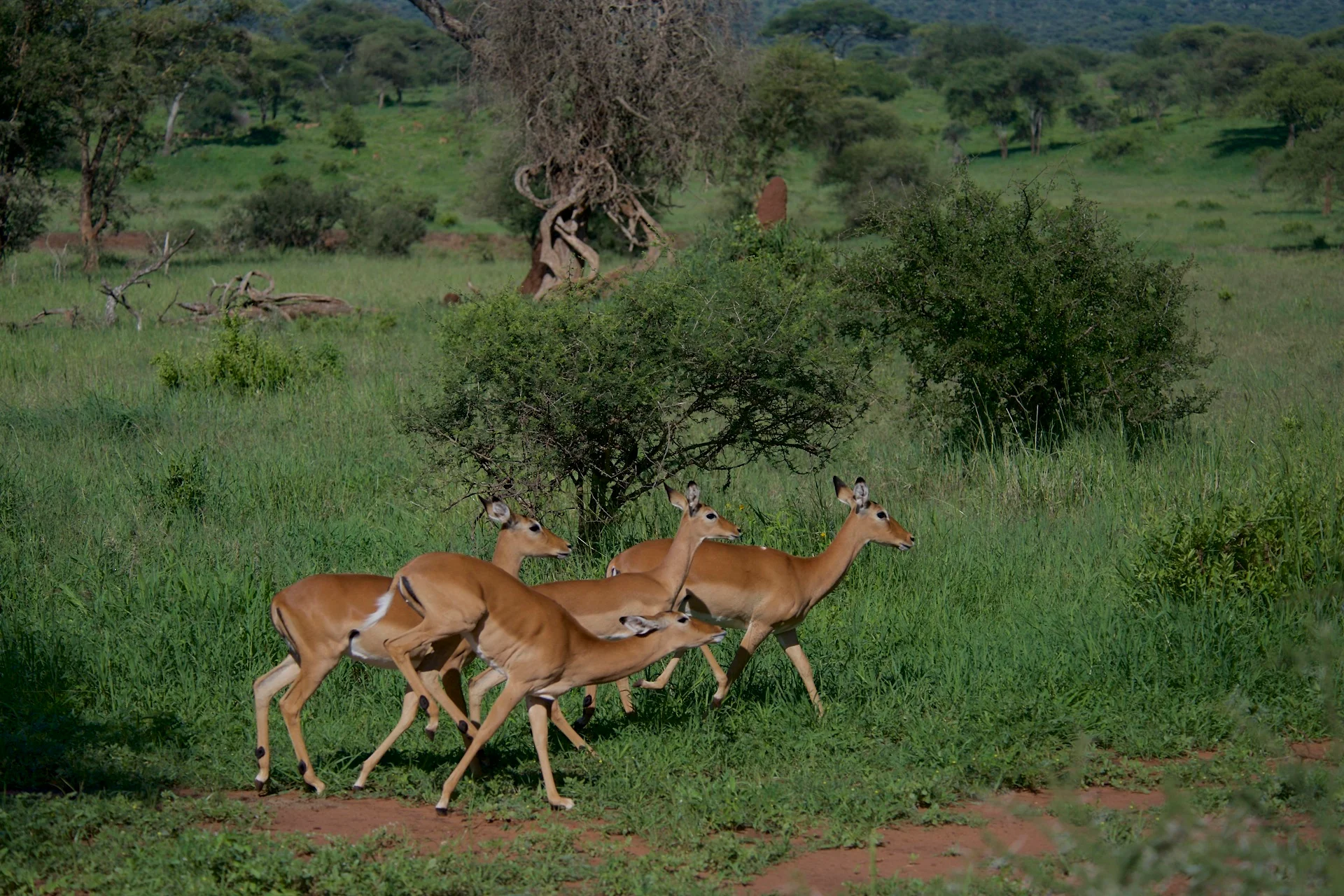 Tanzania trips safaris