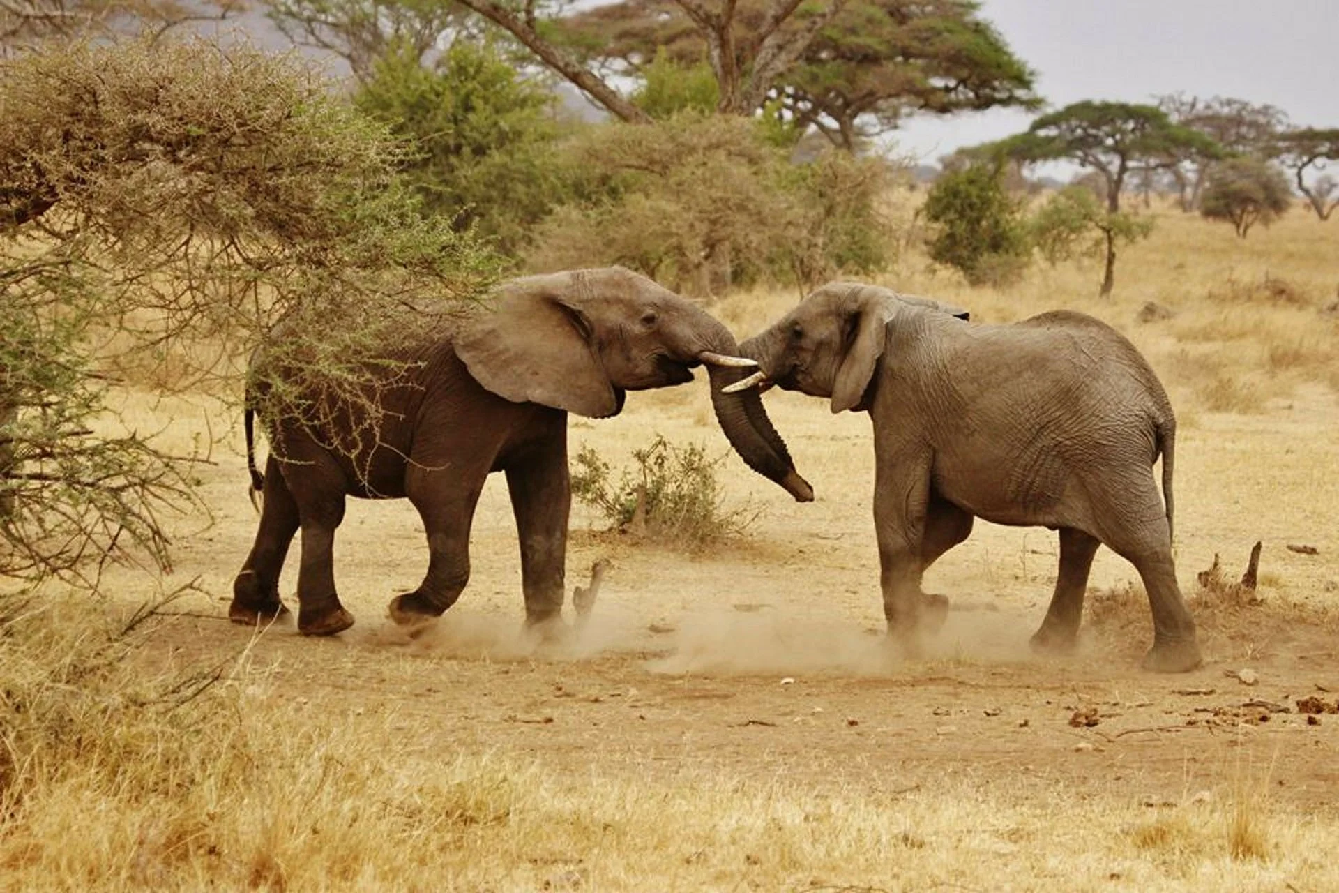 Tanzania sharing safari