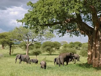 Tarangire National Park